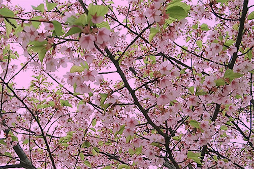 2018年の都内の桜sakura３月１８日