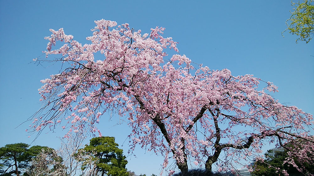 2018年、皇居乾通りの桜が一般公開、日本に自生する桜ｴﾄﾞﾋｶﾞﾝｻﾞｸﾗ　冬桜など