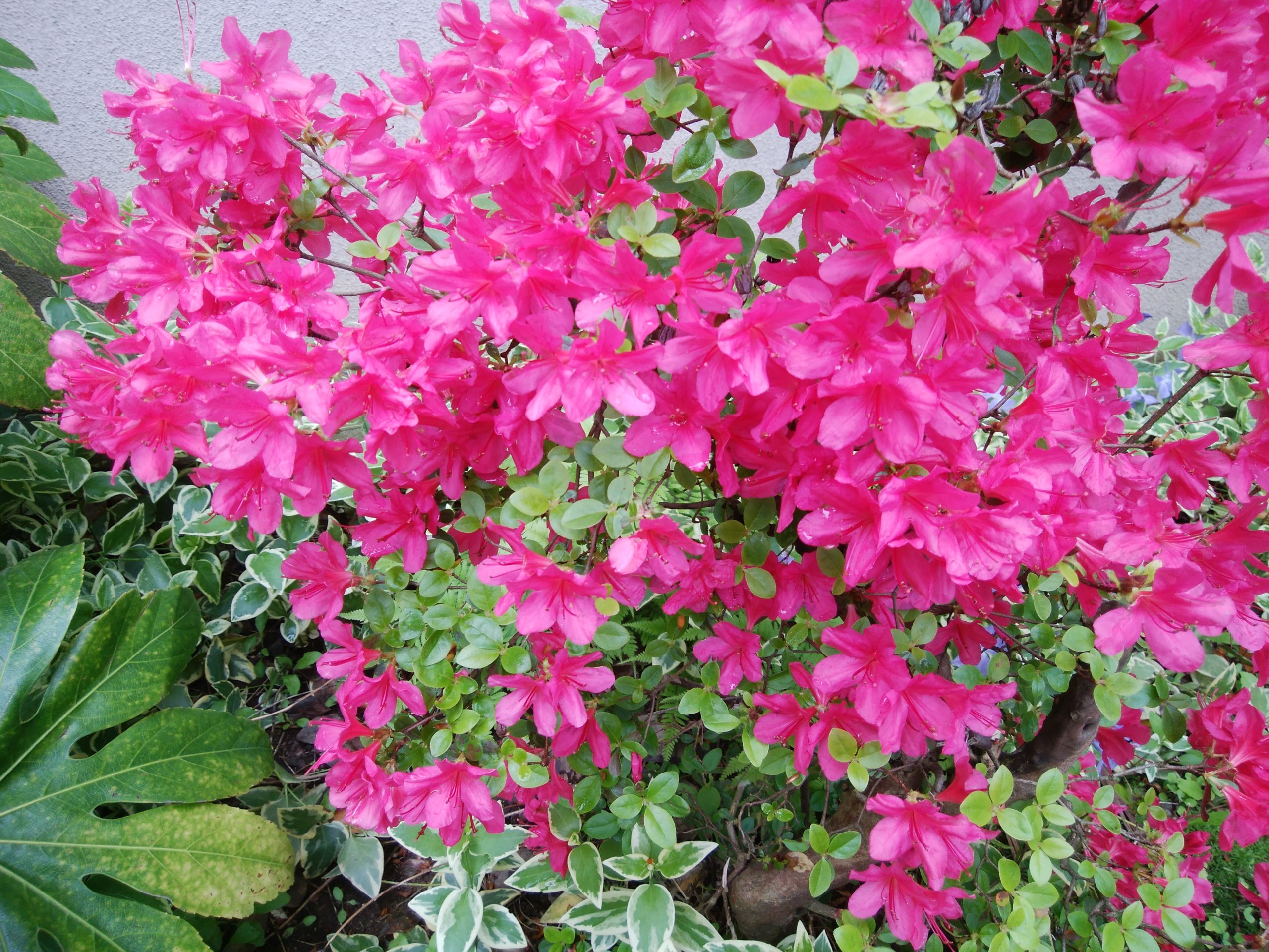 春から初夏にかけて咲く花,つつじazalea、サクラsakura、シャガshaga in early summer