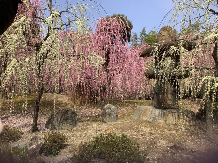 京都　城南宮のしだれ梅と源氏物語に出てくる花の庭flowers garden of Genji Story, the oldest story written by a  woman