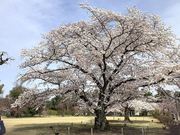 花は桜木beauty of the falling cherry blossoms、人は武士beauty of the Samurai’s mind